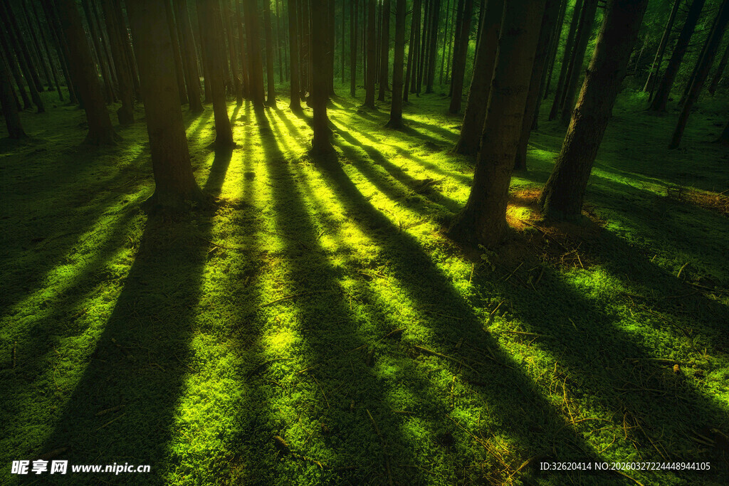 阳光穿透森林的静谧美景