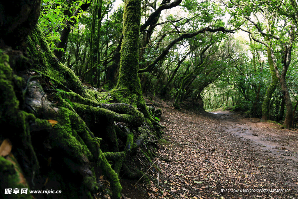 苔藓覆盖的林间蜿蜒小径