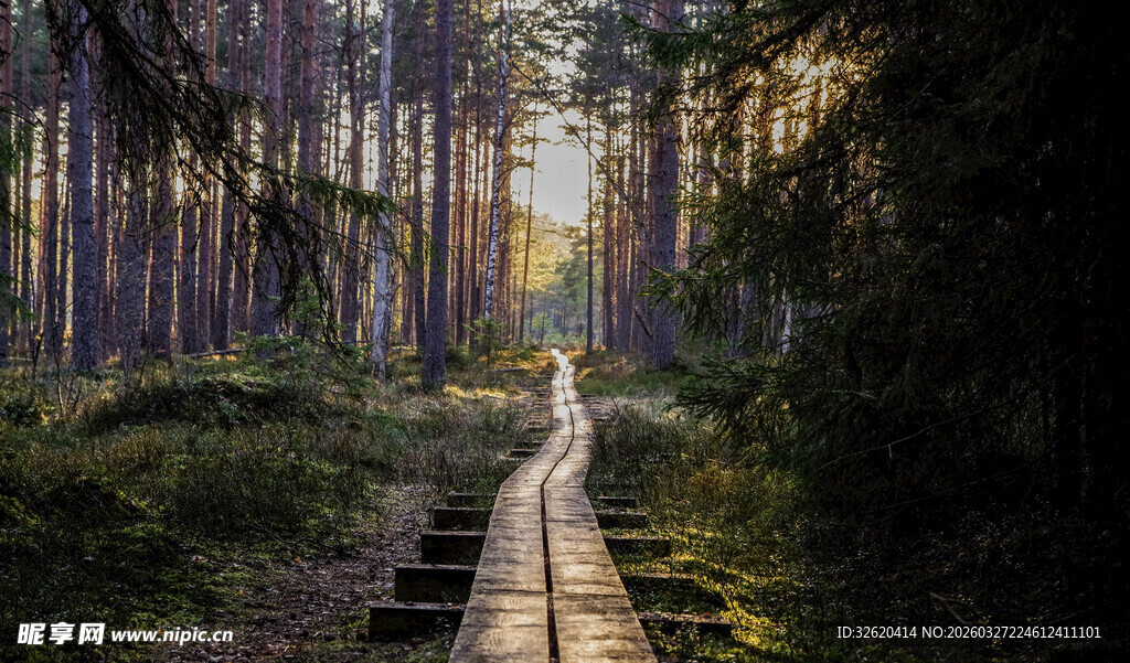 林间木栈道