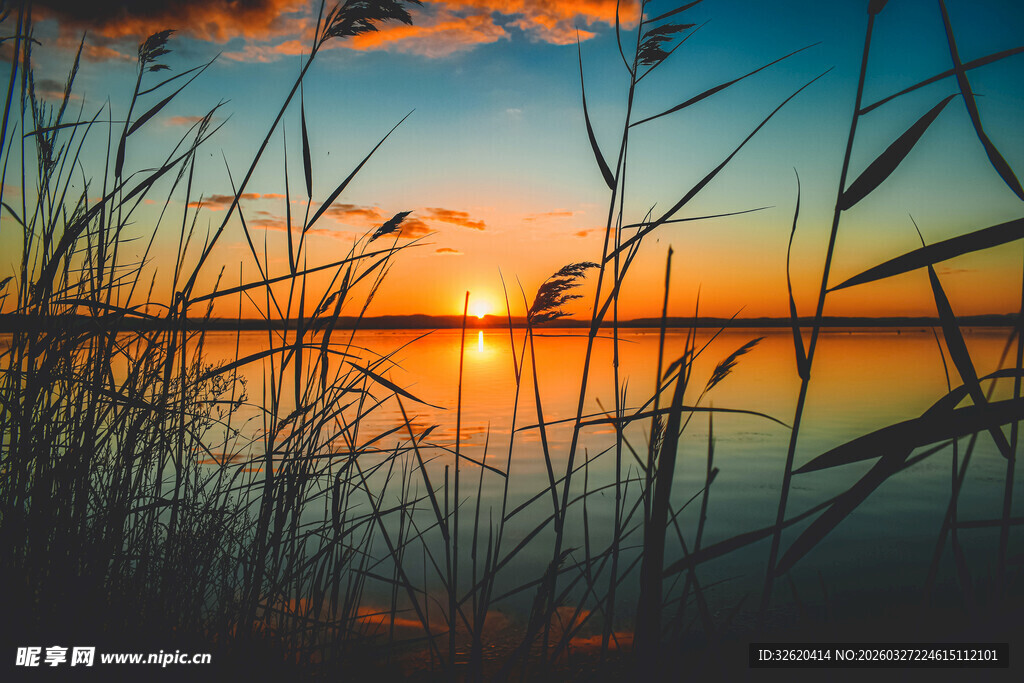 夕阳下的湖畔芦苇美景