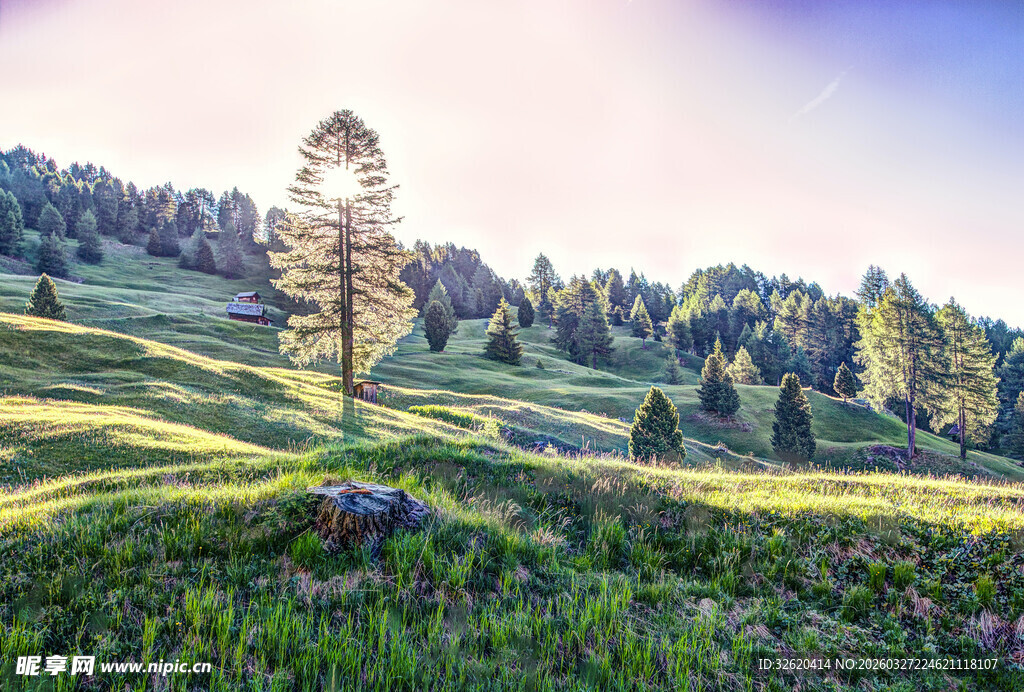 山间草地孤树的优美景致