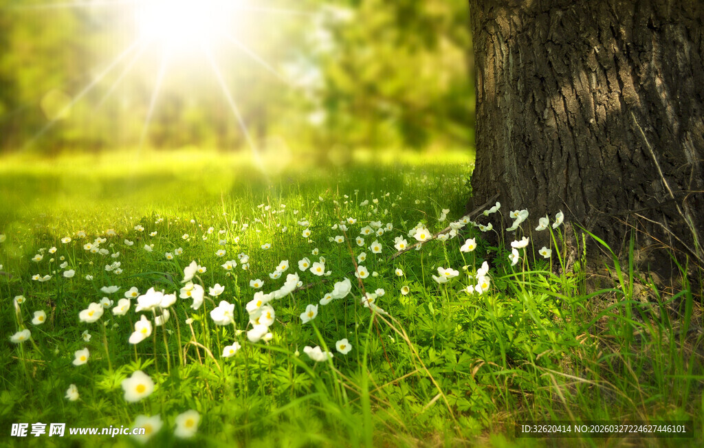 阳光下草地繁花与大树