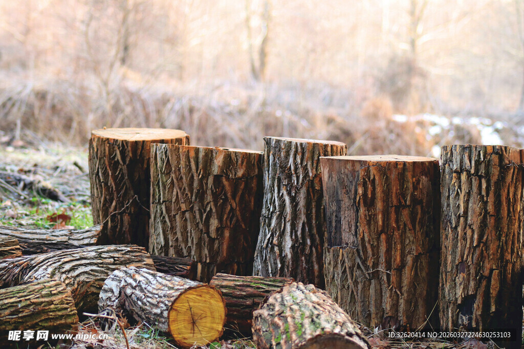 林间砍伐后的树桩与原木
