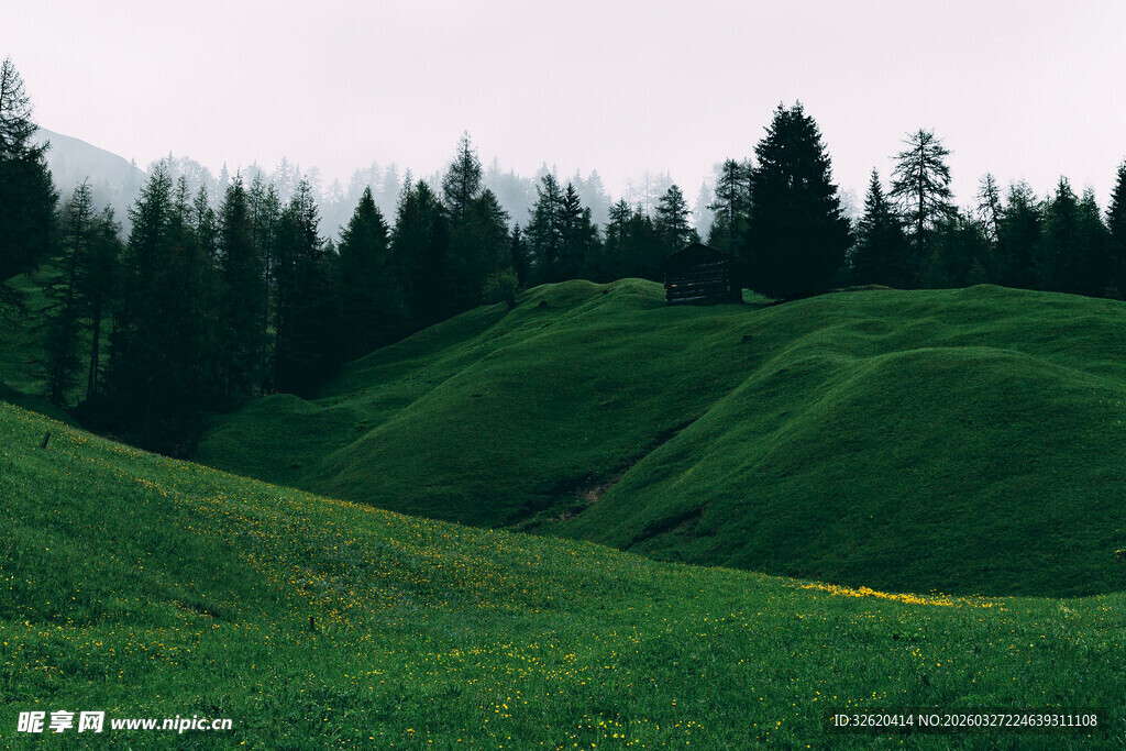 翠绿山坡上的郁郁葱葱树林