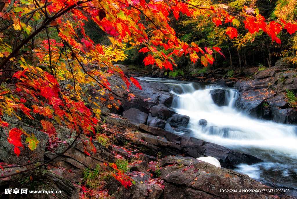秋日红叶下的潺潺溪流