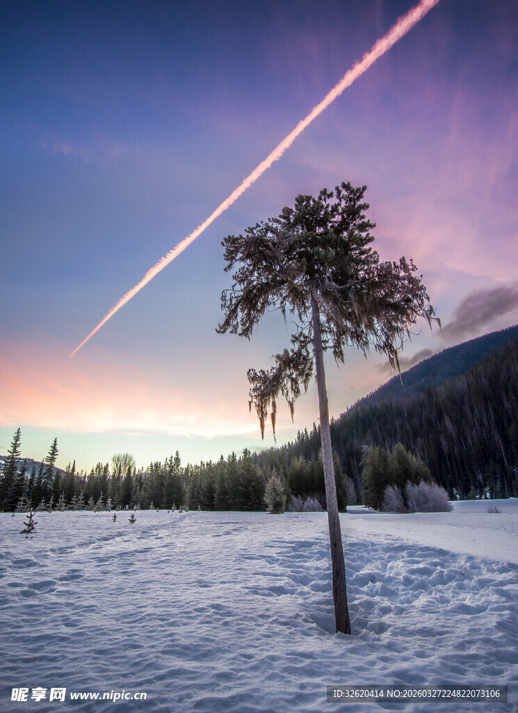 雪地孤树与天际流星