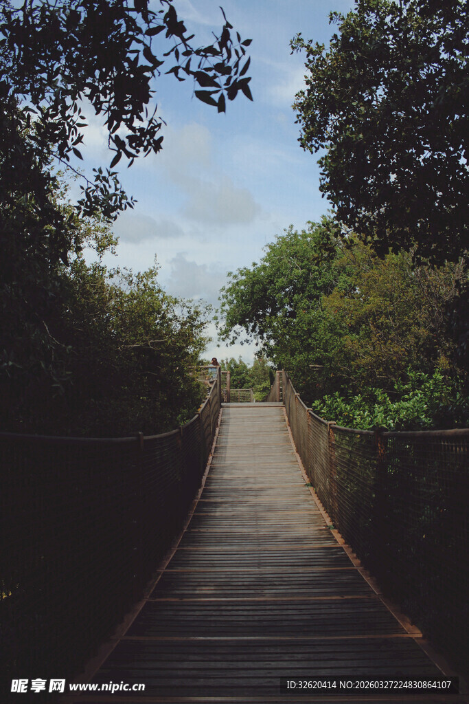 林间木桥