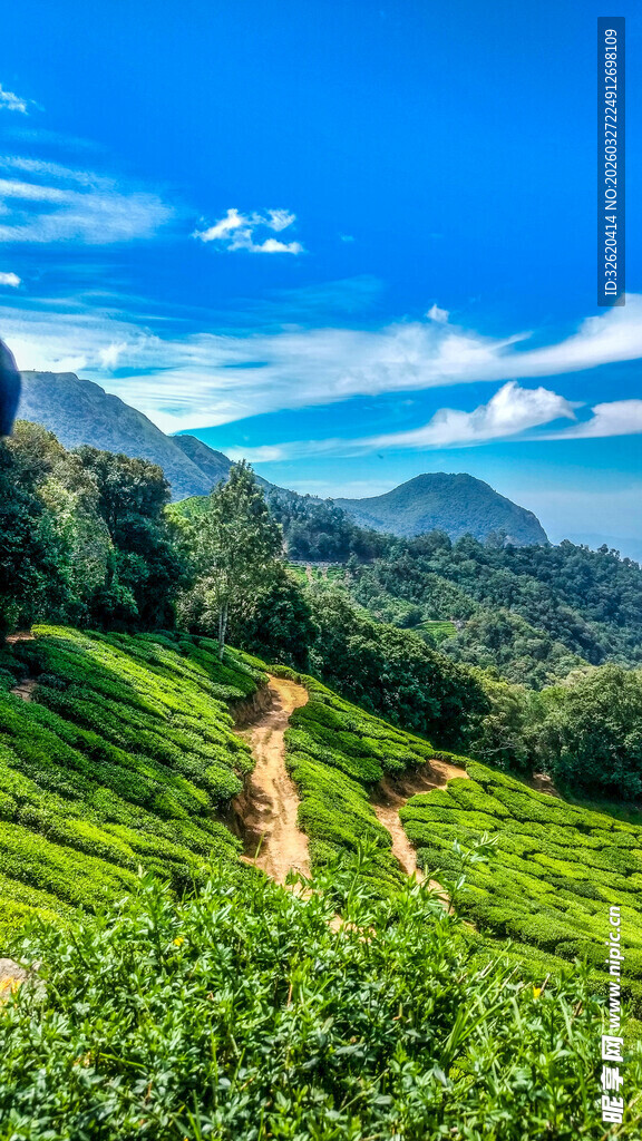 山间翠绿茶田小径风光