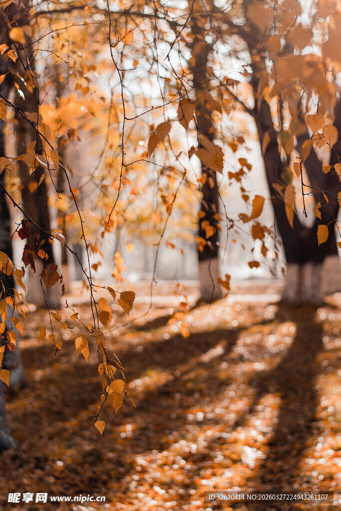 秋日林间光影斑驳美景