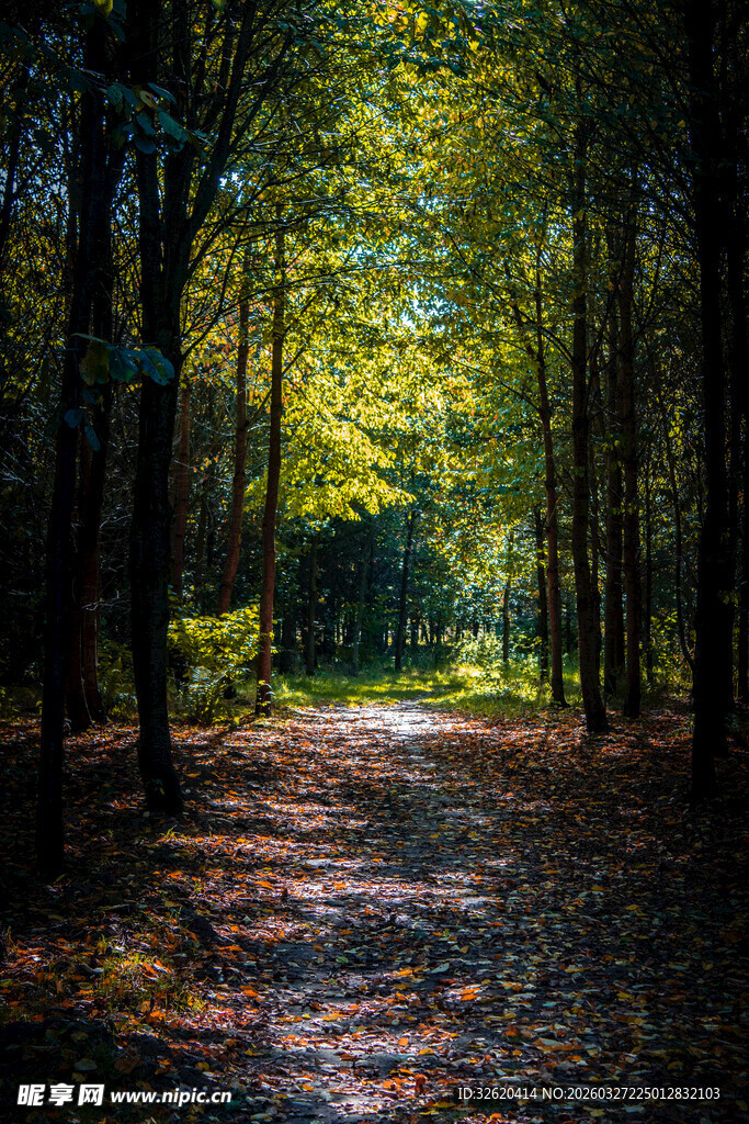 秋日林间小道的静谧美景