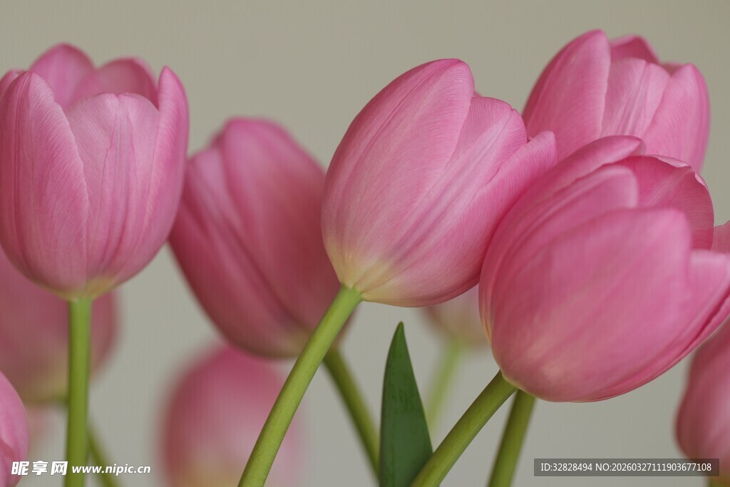粉色郁金香