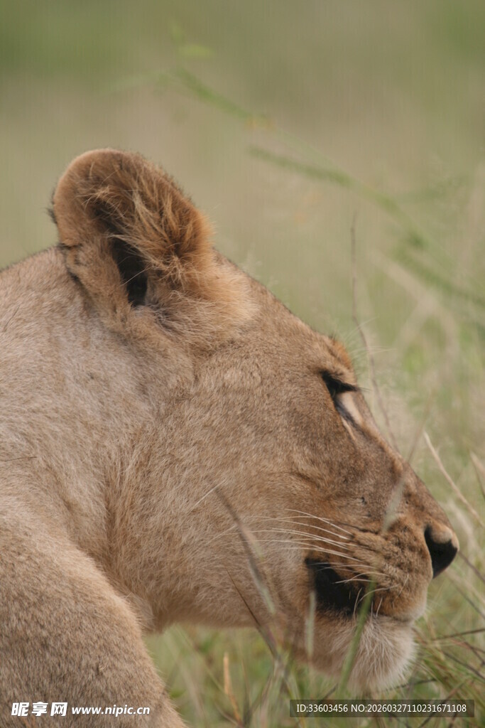 草原上休憩的母狮