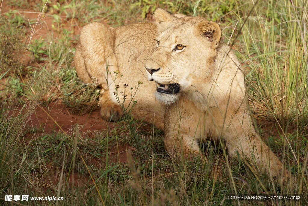 草原上休憩的年轻母狮