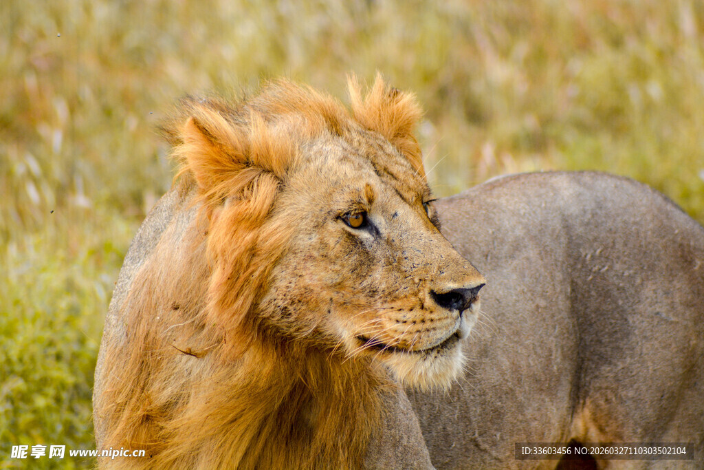 草原雄狮侧影