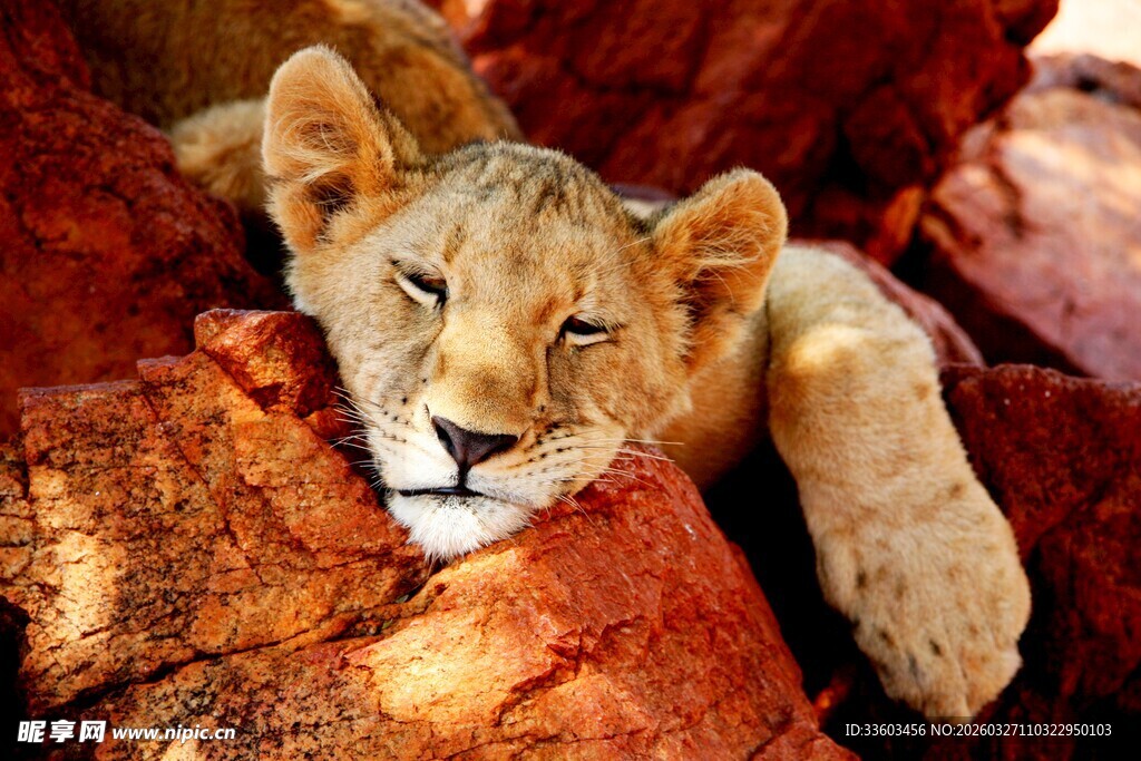 慵懒小狮子趴于红岩石上
