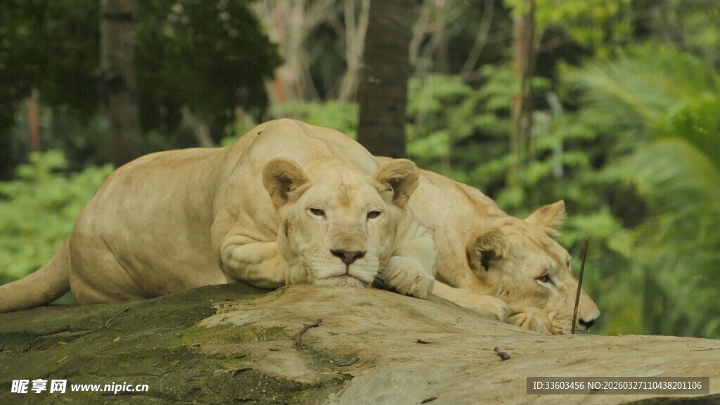 休憩的两只小狮子
