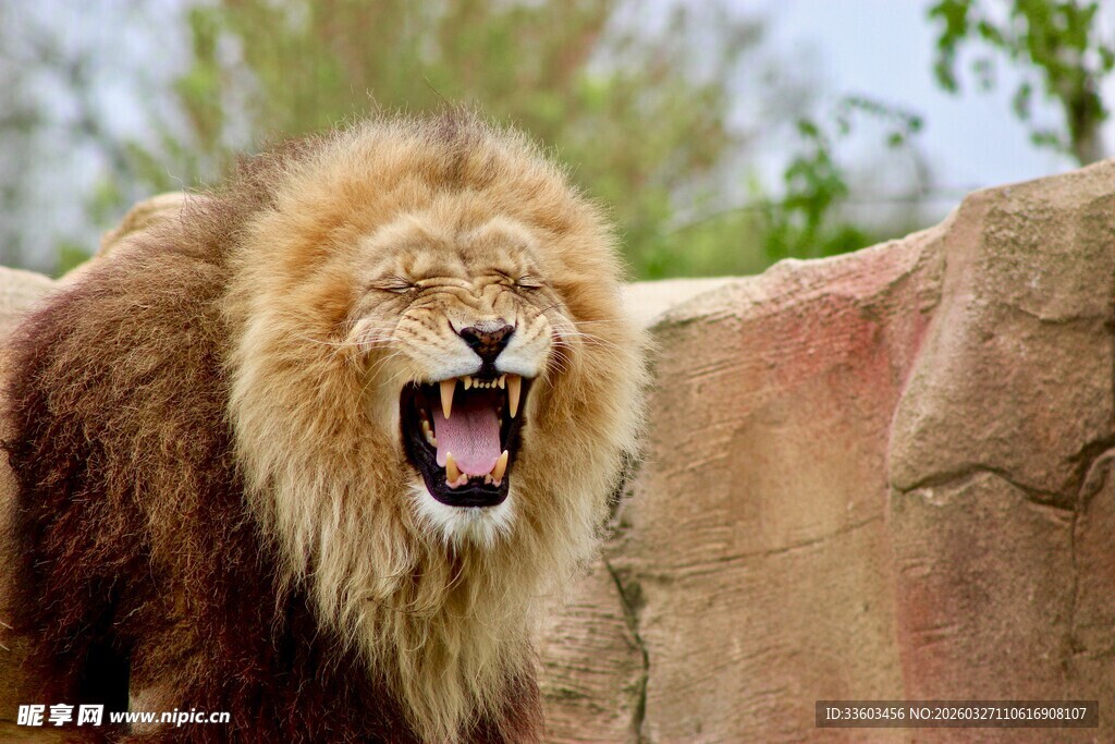 怒吼的雄狮
