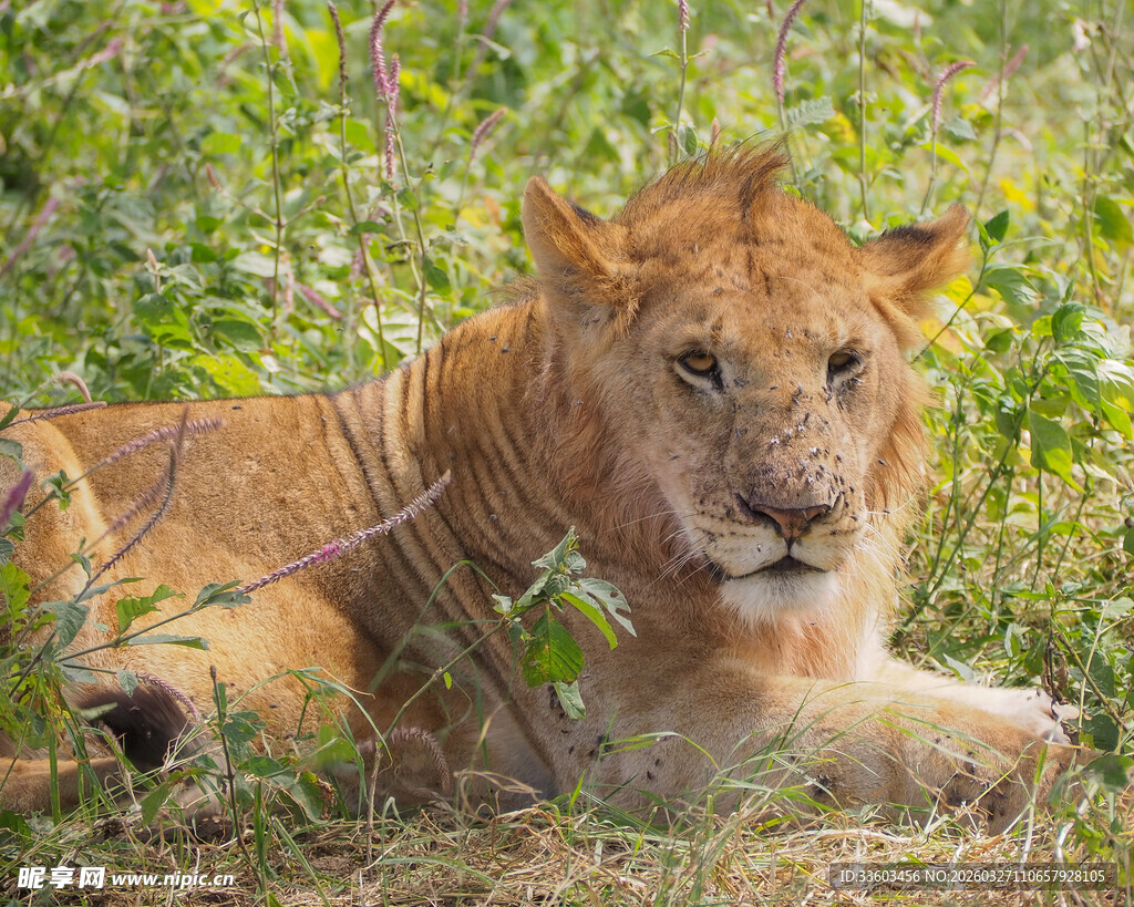 草原上休憩的雄狮