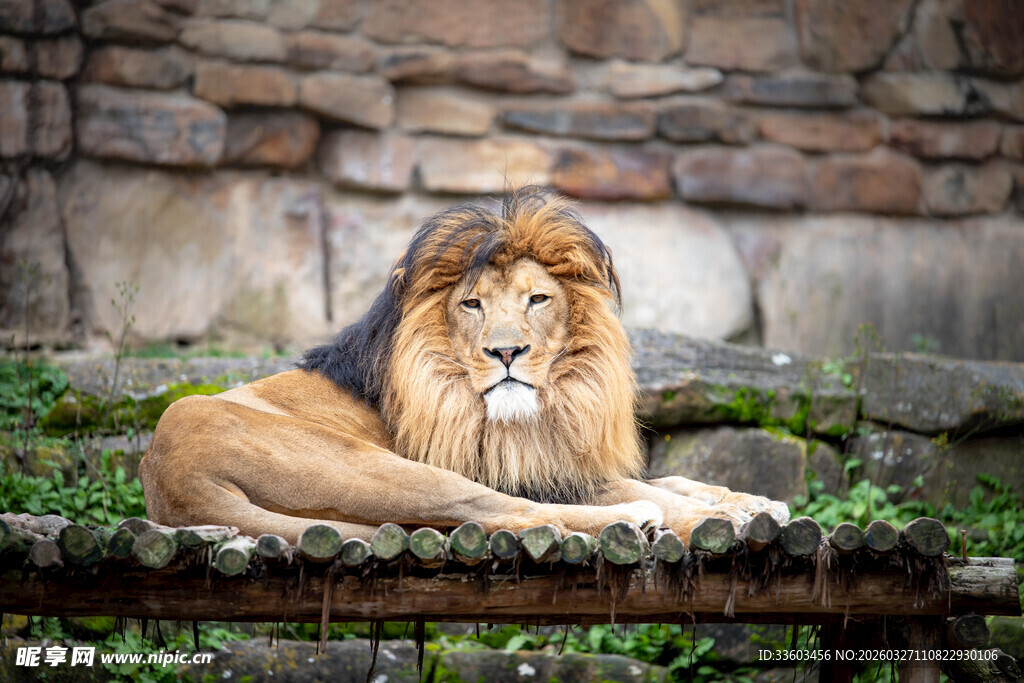 雄狮休憩于石墙旁草地