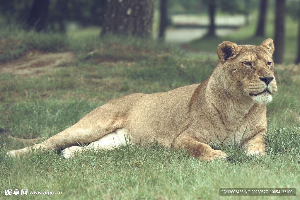 草原上休憩的母狮