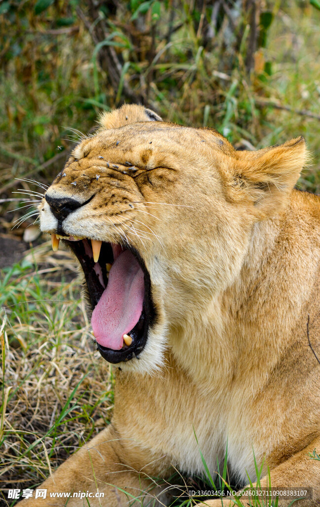 狮子张嘴打哈欠
