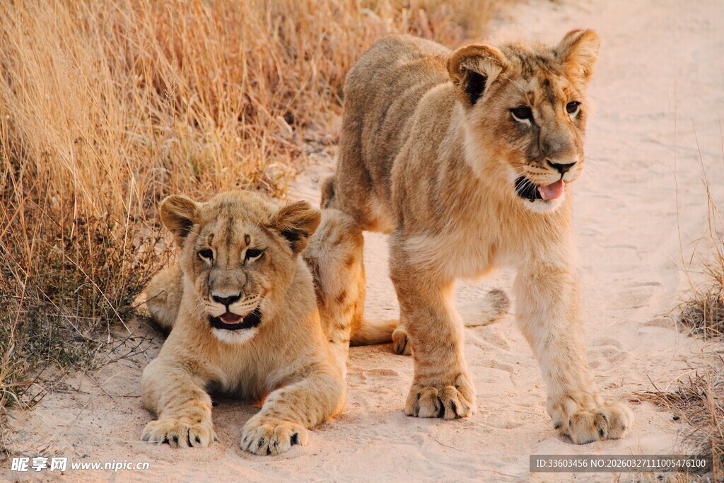 草原上的两只幼狮