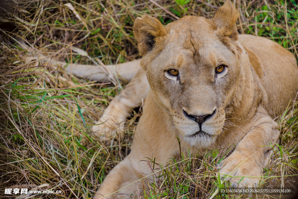 草原上休憩的母狮