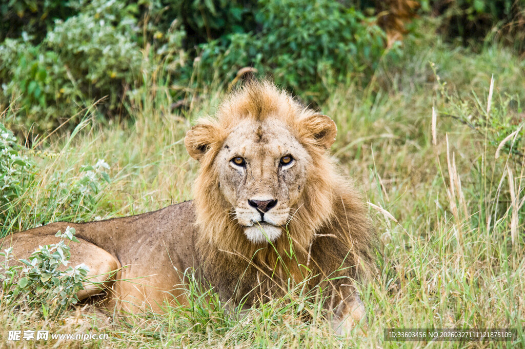 草原上休憩的雄狮