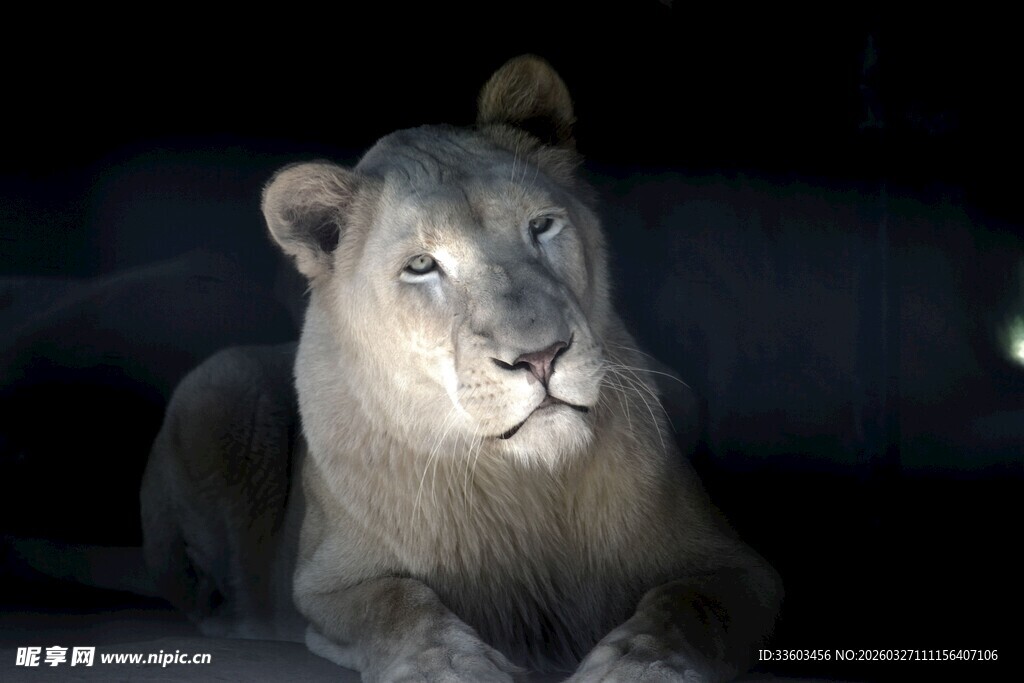 黑暗中静卧的威严母狮
