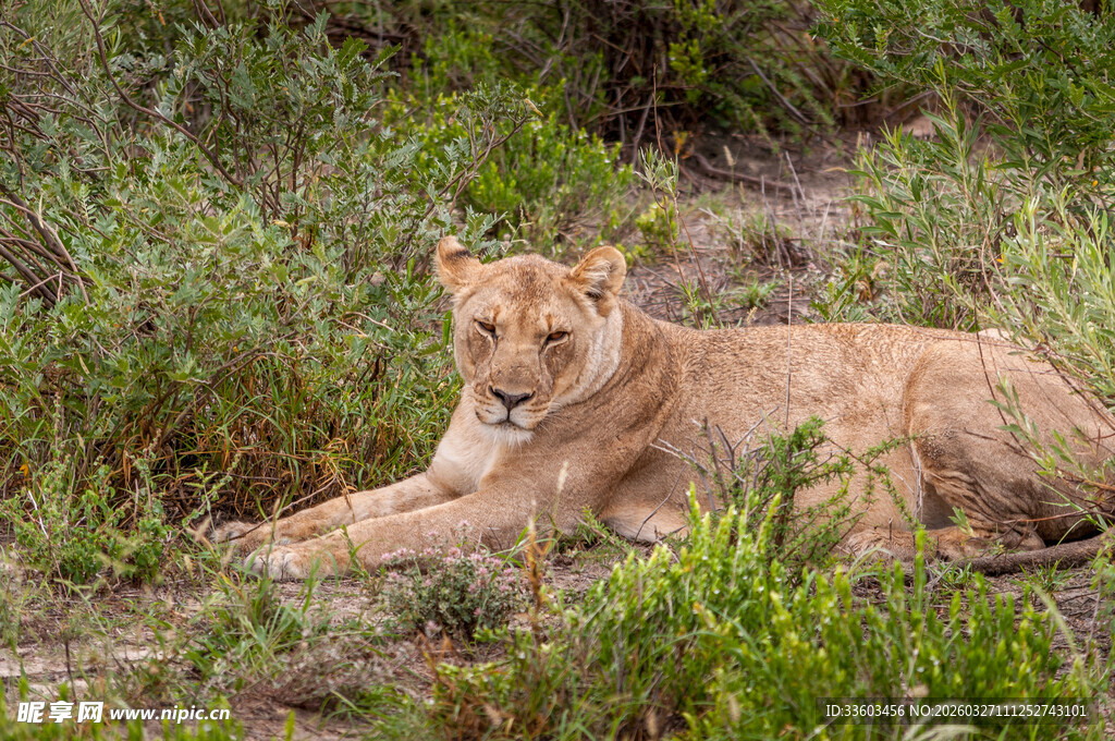 草原上休憩的母狮