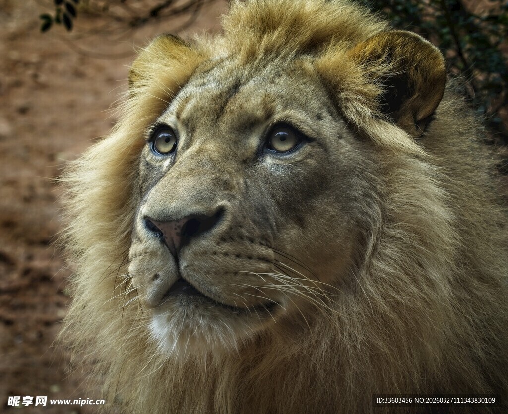 雄狮凝视