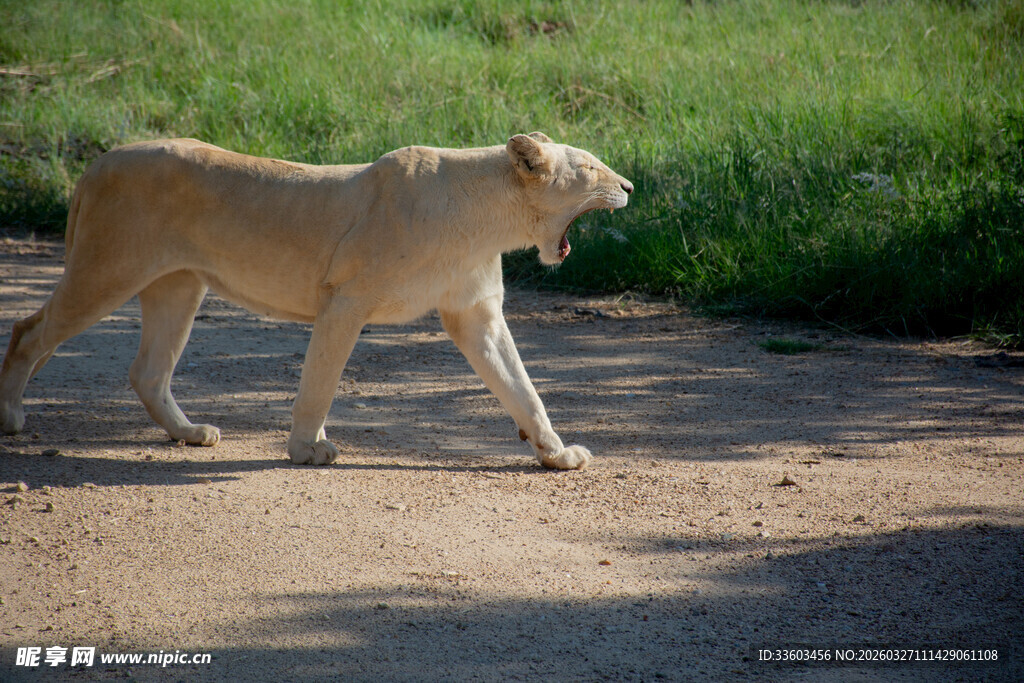 行走在野外的狮子女王