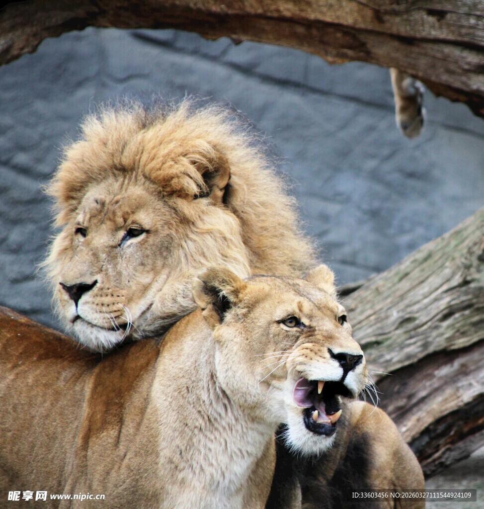 依偎的狮子母子