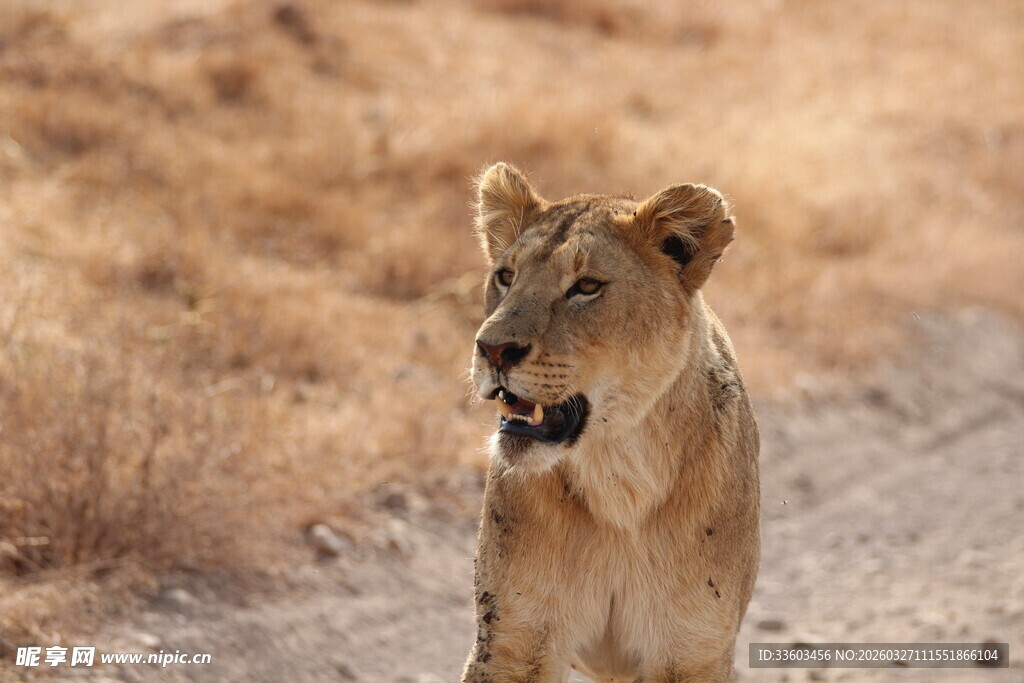 草原上的独行小狮子