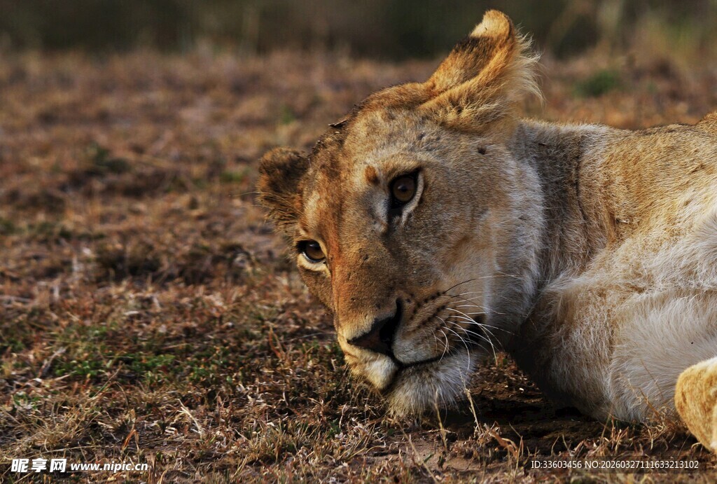 卧于草地的雄狮