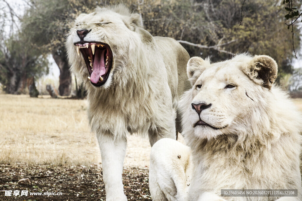 咆哮与静卧的双狮