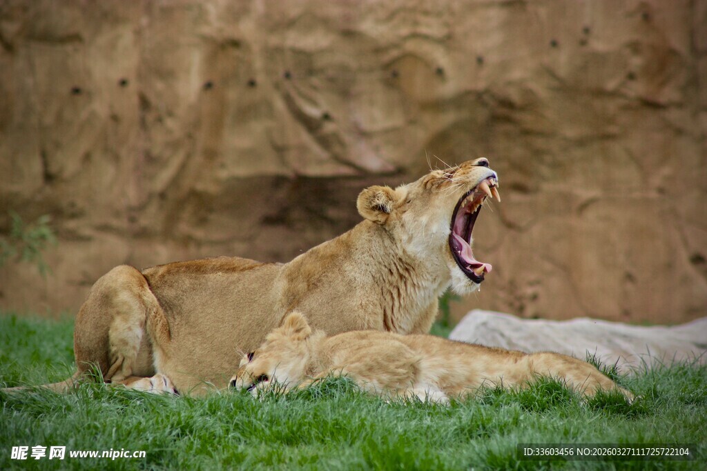 草原上张嘴打哈欠的母狮