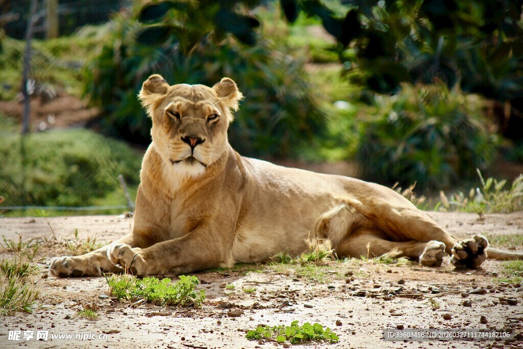 草原上休憩的母狮