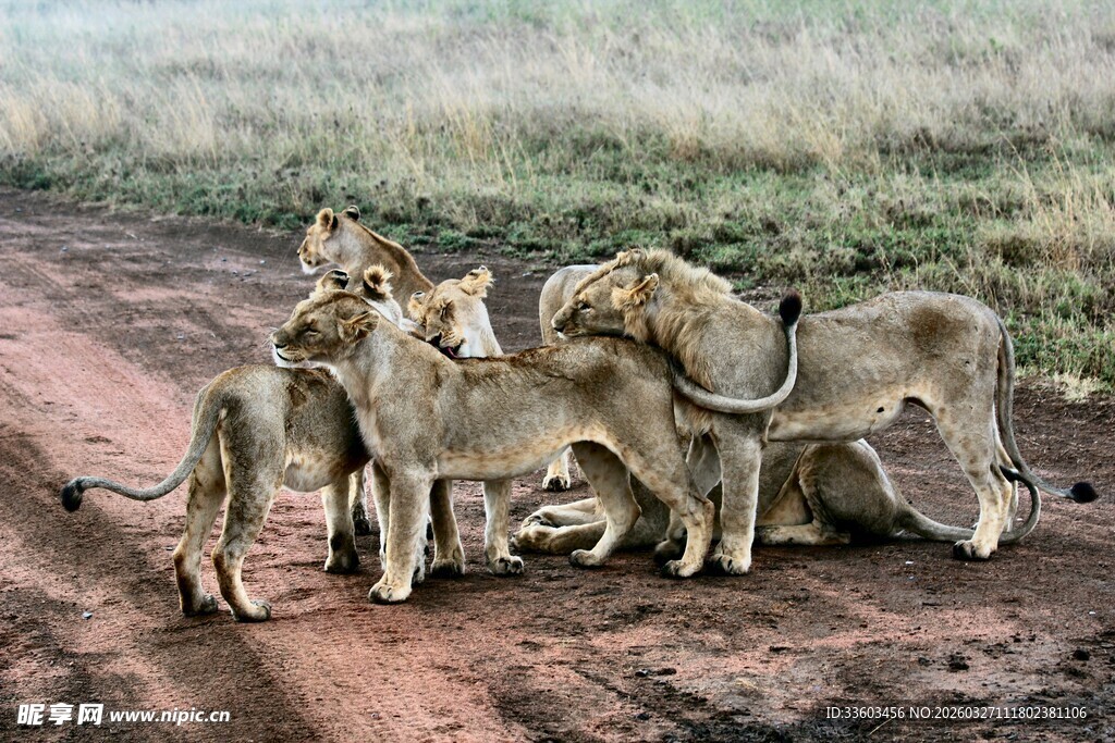 狮群聚集在土路旁休憩