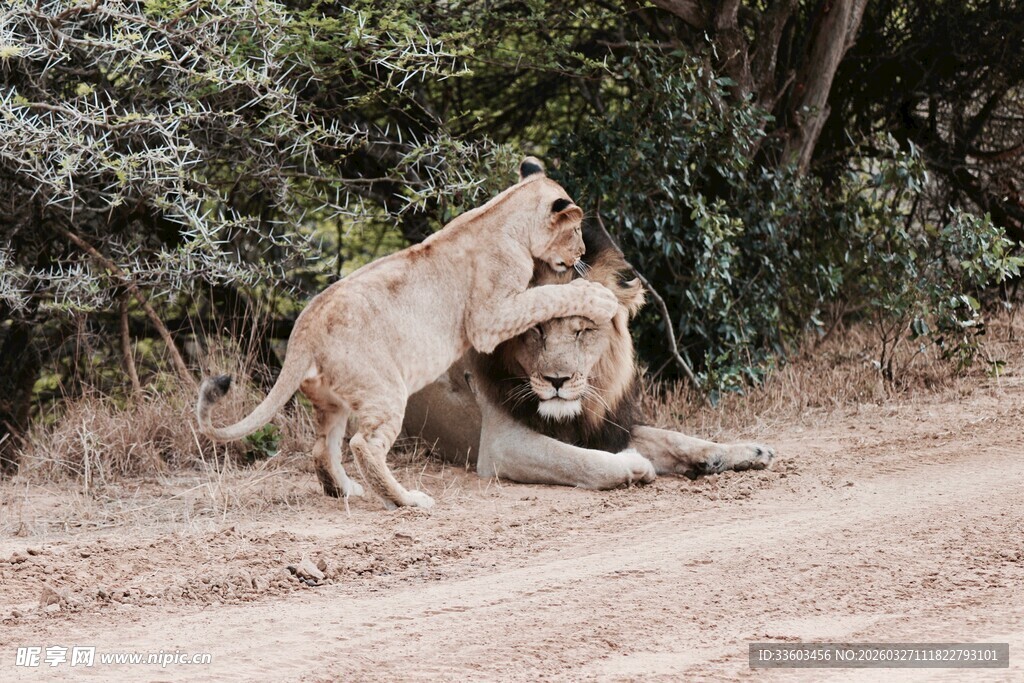 两只狮子亲昵互动场景