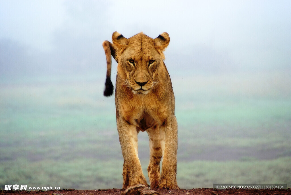 草原上独行的威严小狮子