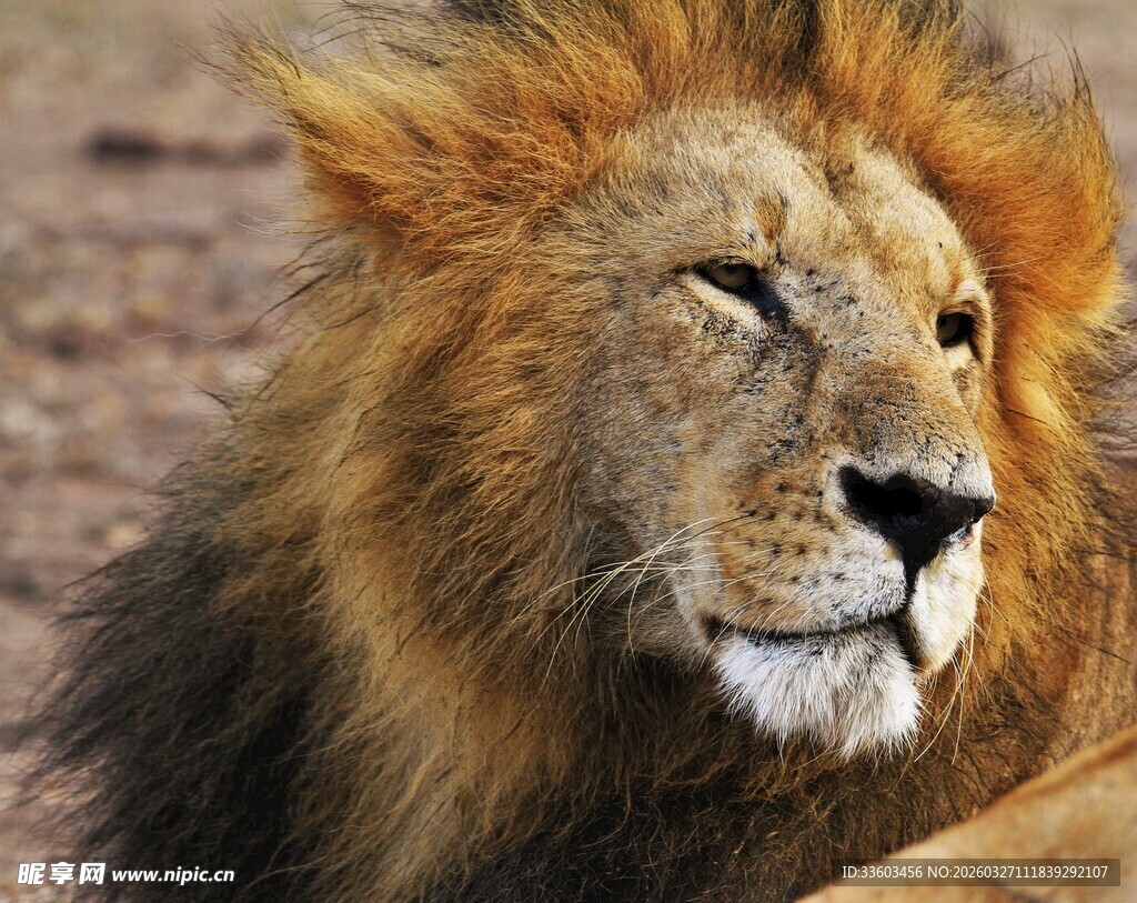 雄狮威严神态特写