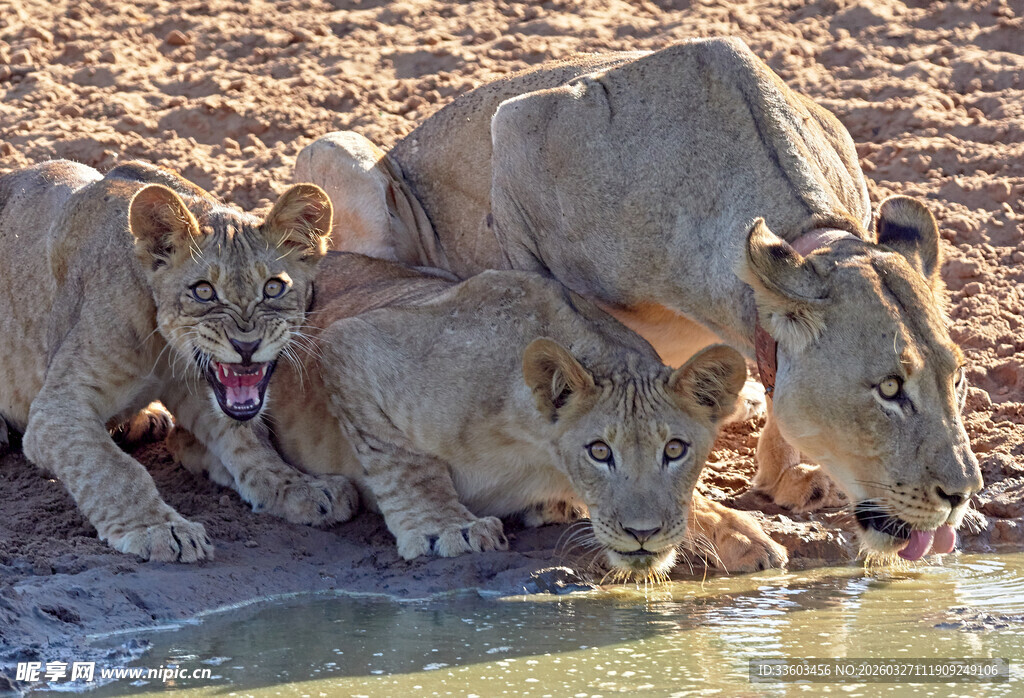 狮群饮水瞬间