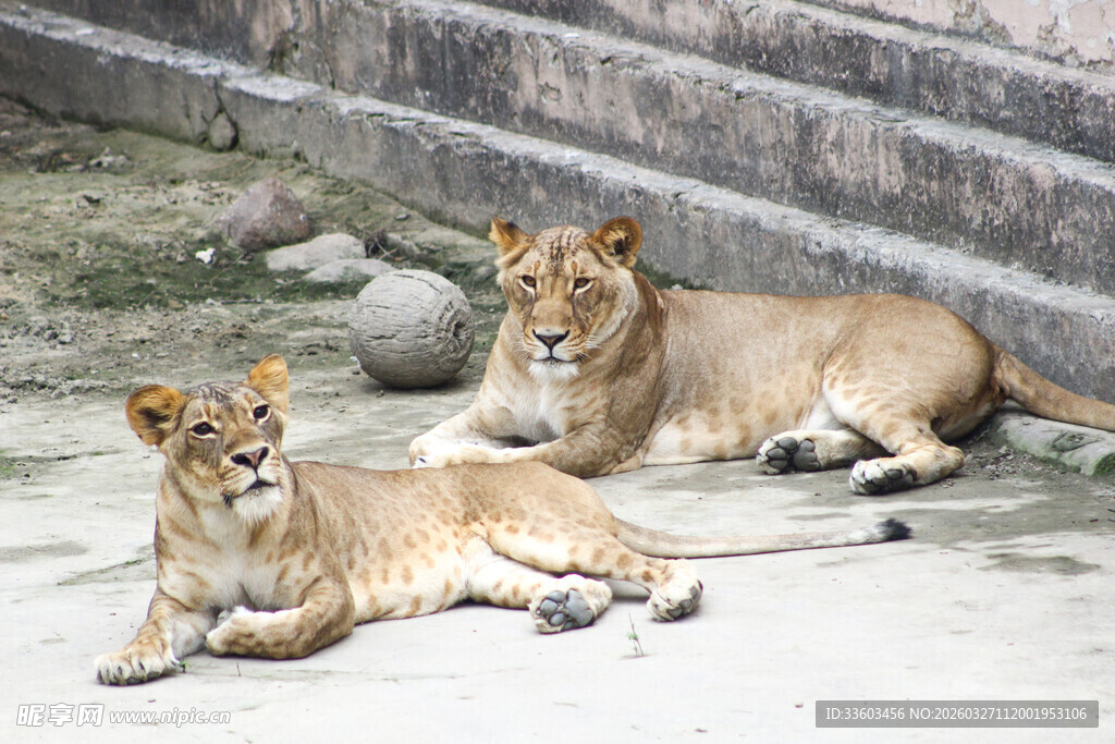 两只休憩的狮子