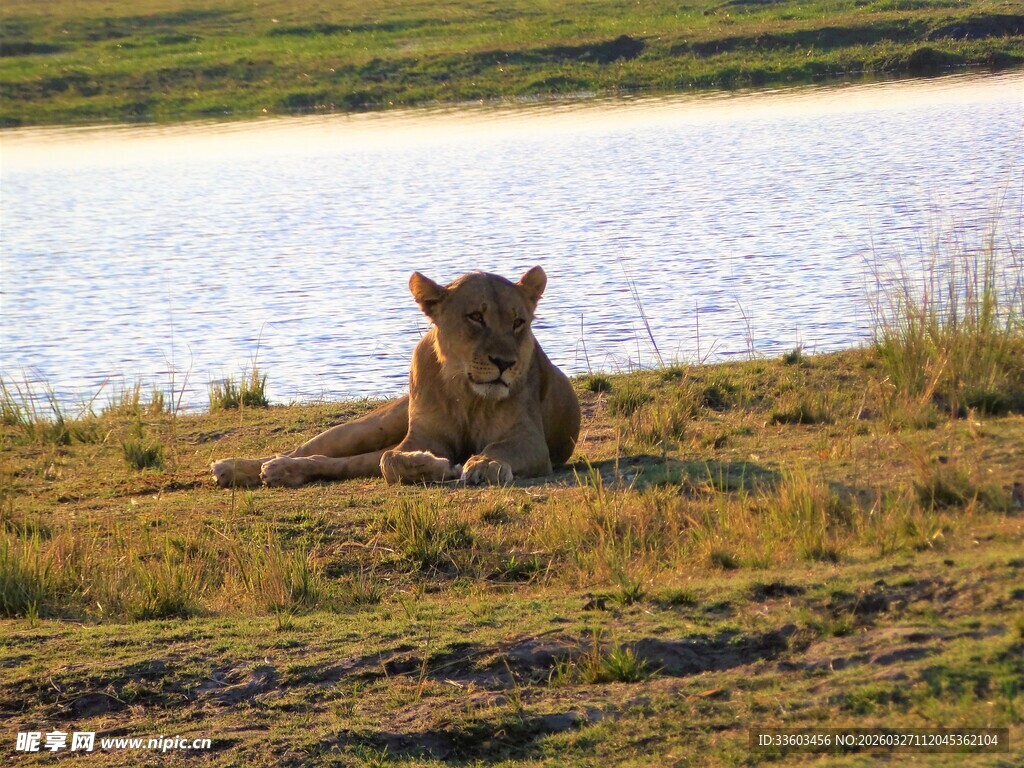 草原上休憩的狮子