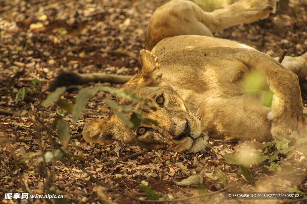 野外休憩的狮子