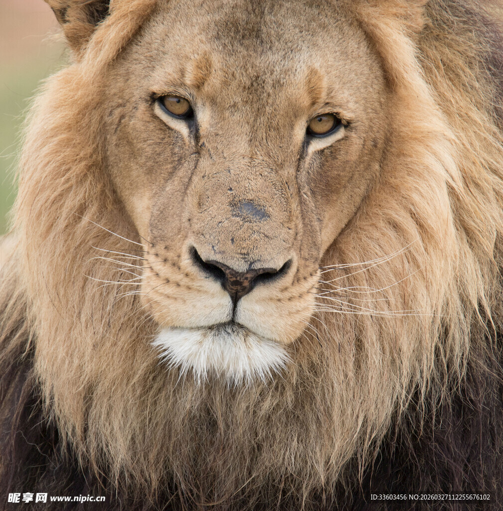 雄狮特写