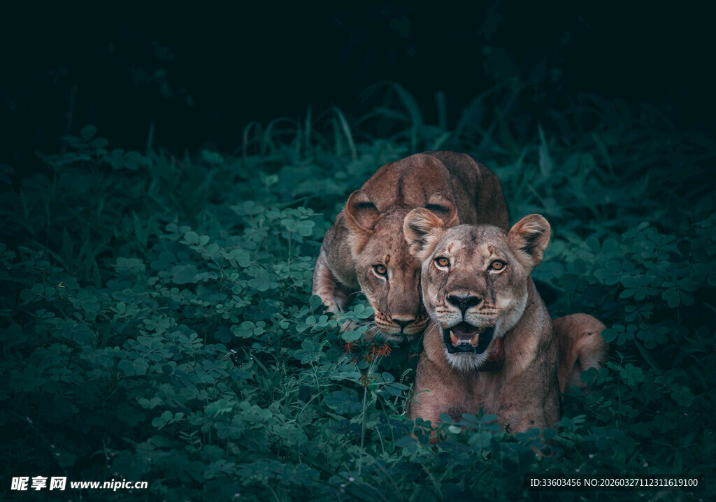草原上怒吼的威严母狮