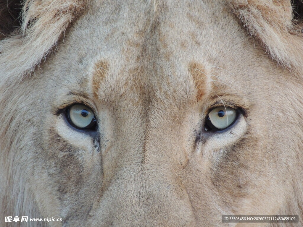 威严雄狮的湛蓝双眼