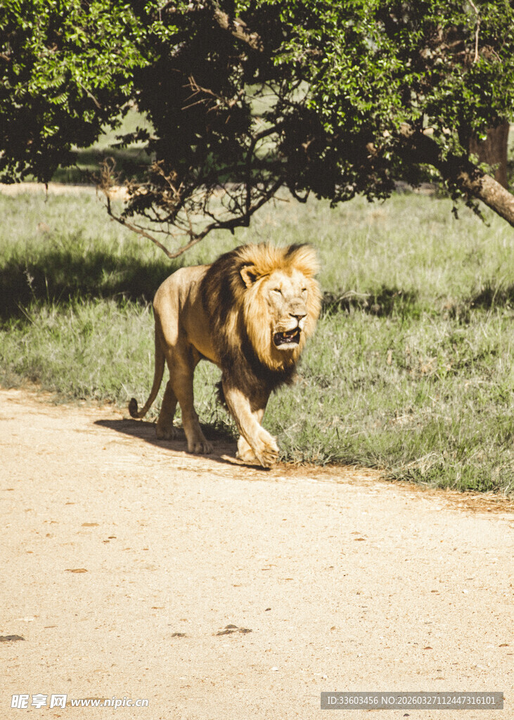 草原上行走的威武雄狮